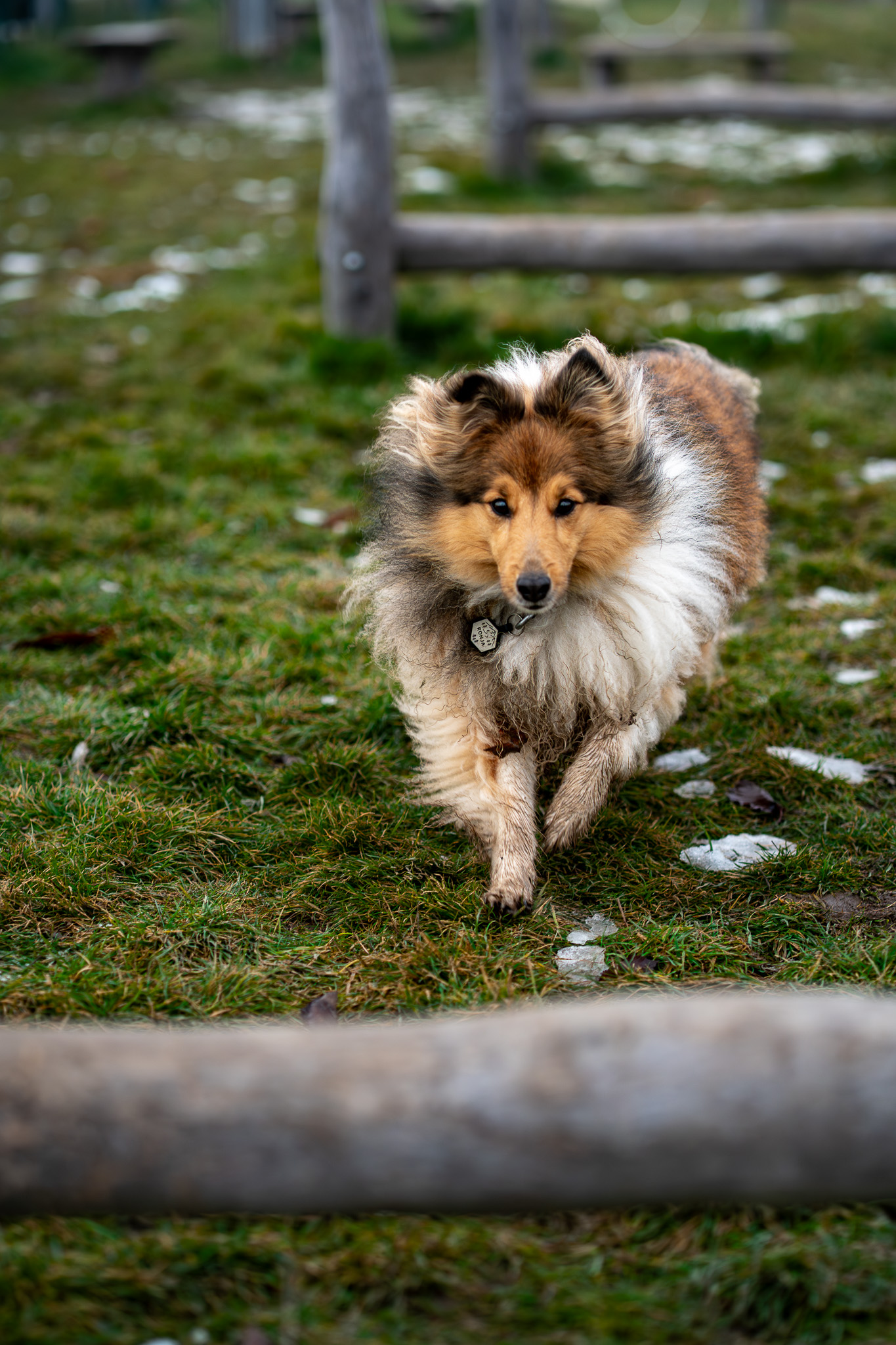 Běžící sheltie na louce