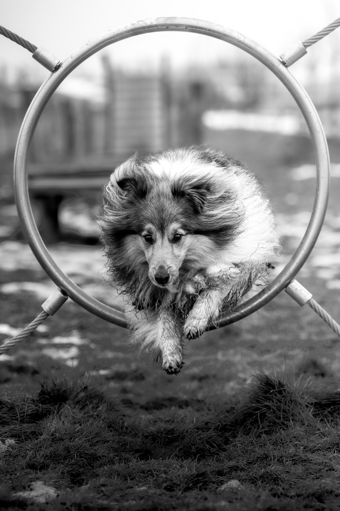 Sheltie skáče přes kruh