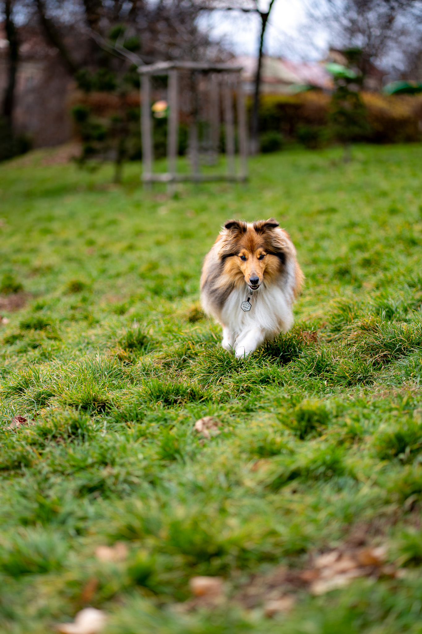 Sheltie běžící v trávě