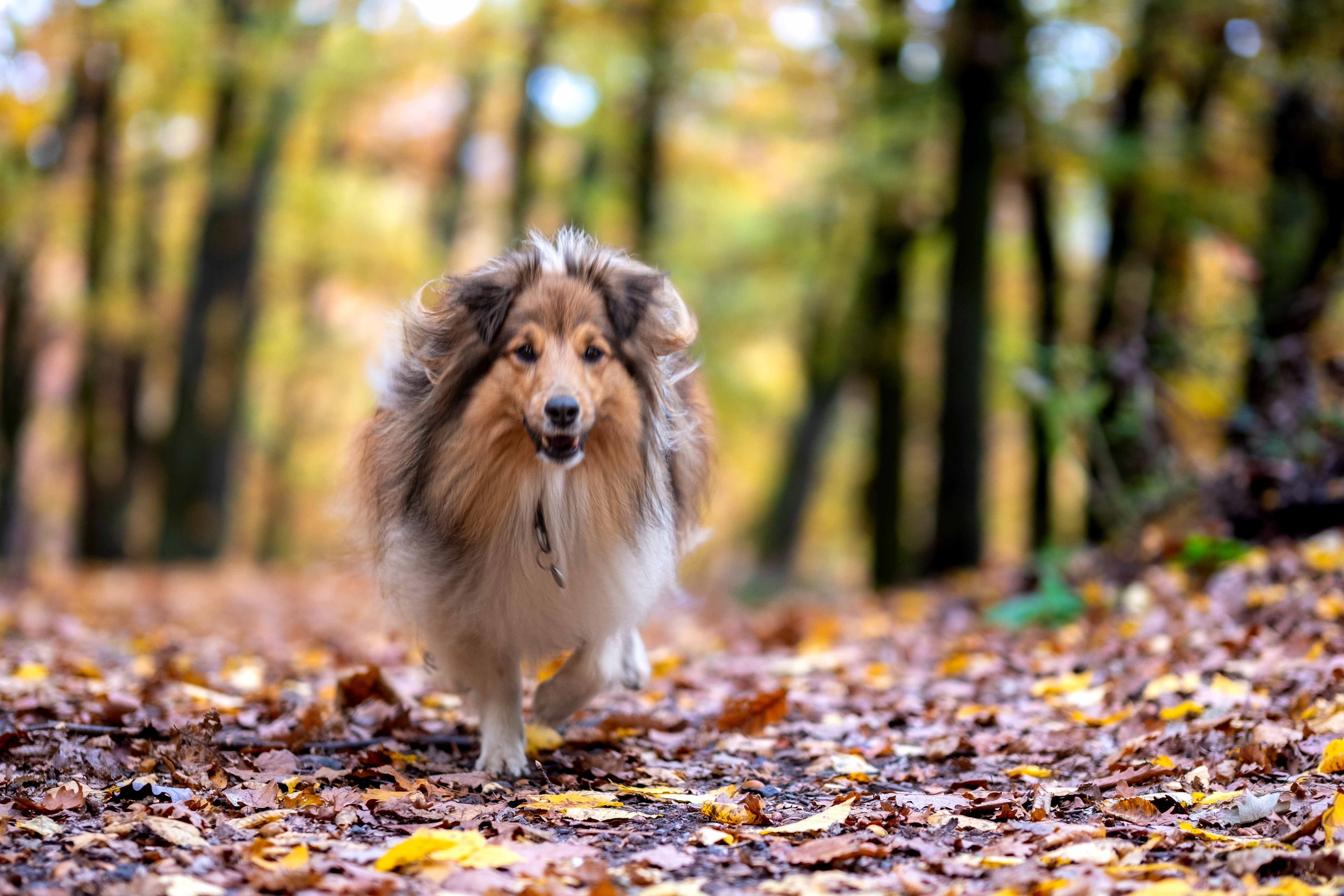 Sheltie v podzimním lese